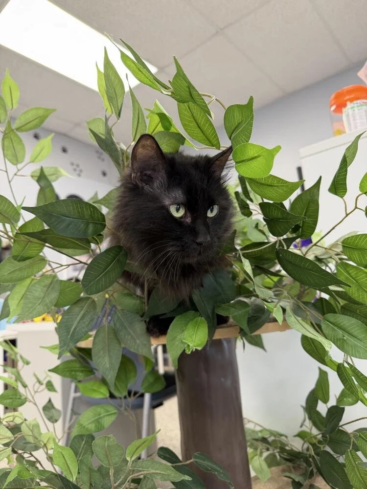 A black cat with striking green eyes and a prominent beard-like fur around its face sitting against a textured background.