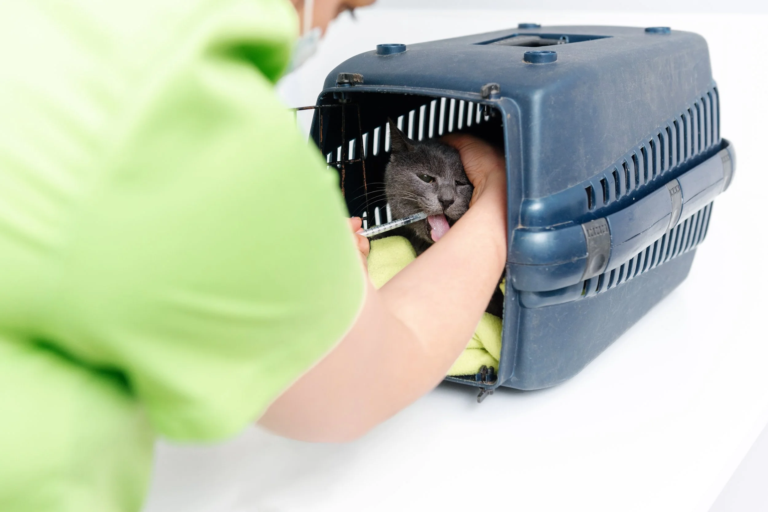 A person administering medicine to a gray cat inside a pet carrier. The person is holding a syringe and the cat is licking the syringe.