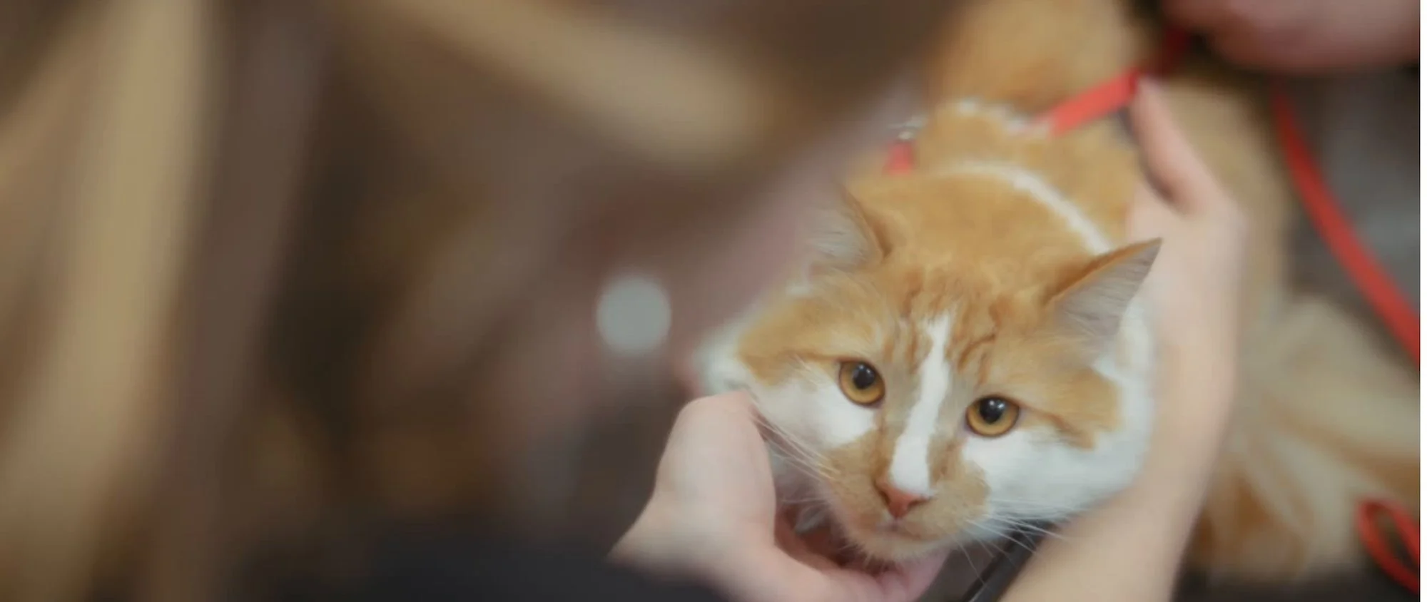 Who We Are-Fallback.jpg