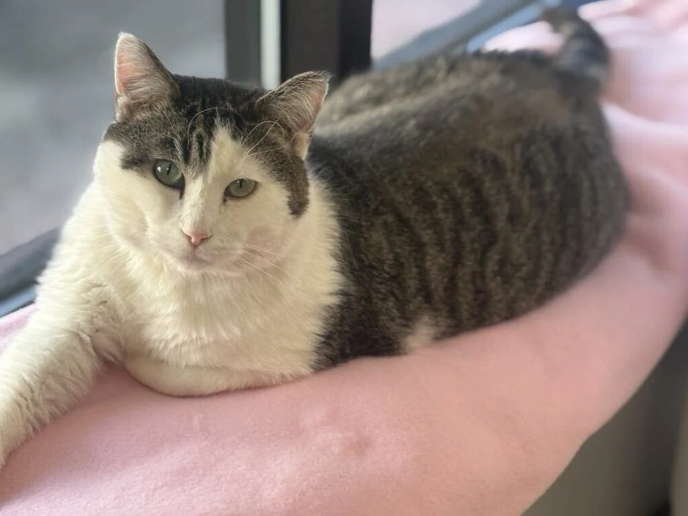 A tabby and white cat lying on a pink blanket on a person's hand near a window.