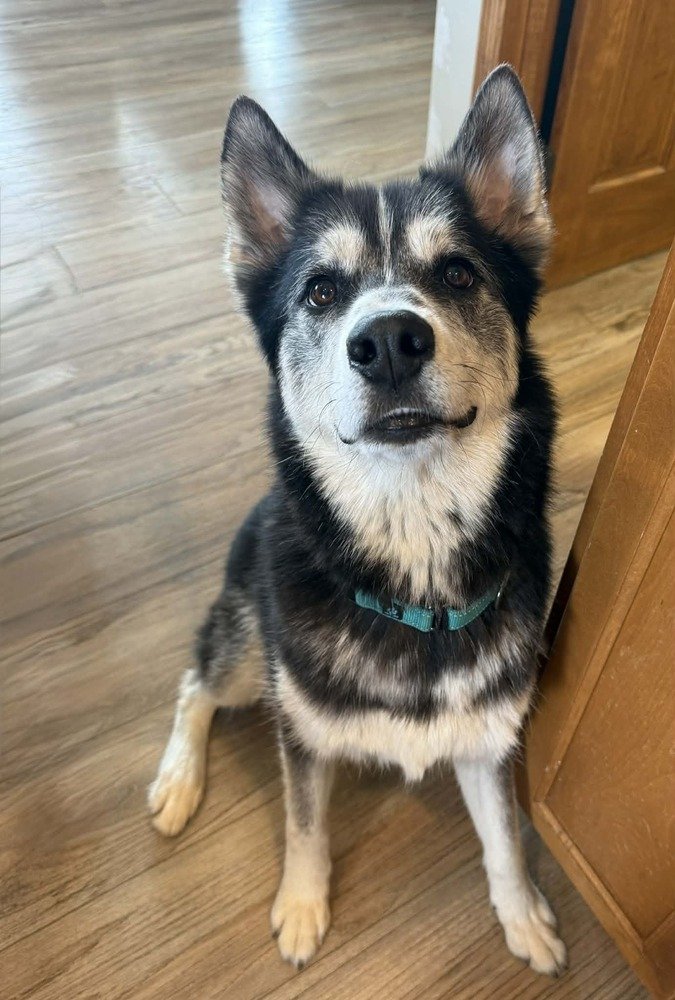 A black and white cat with light green eyes resting on a textured gray surface.