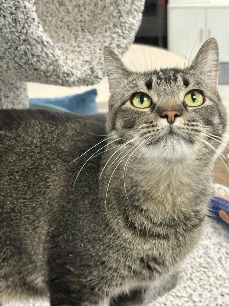 A tabby cat staring upwards ito your eyes