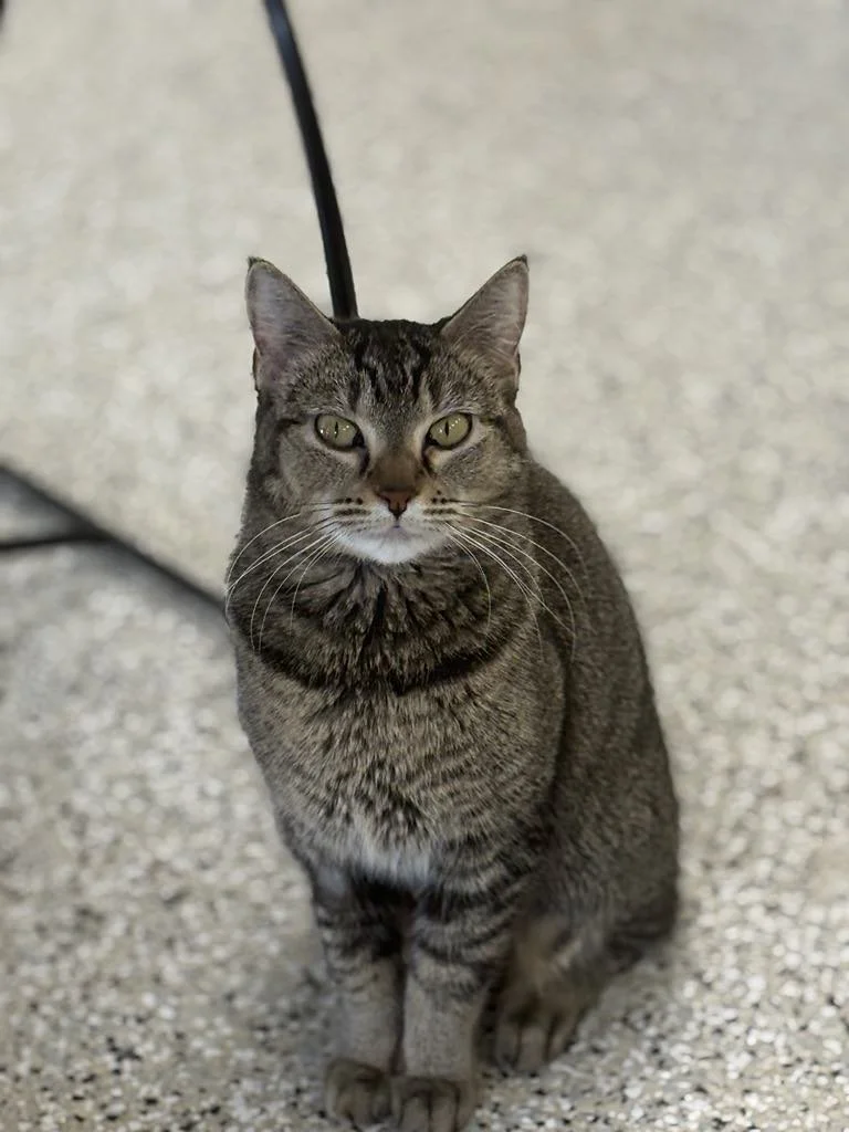 A tabby cat with yellow-green eyes sitting on a speckled gray floor, looking directly at the camera.