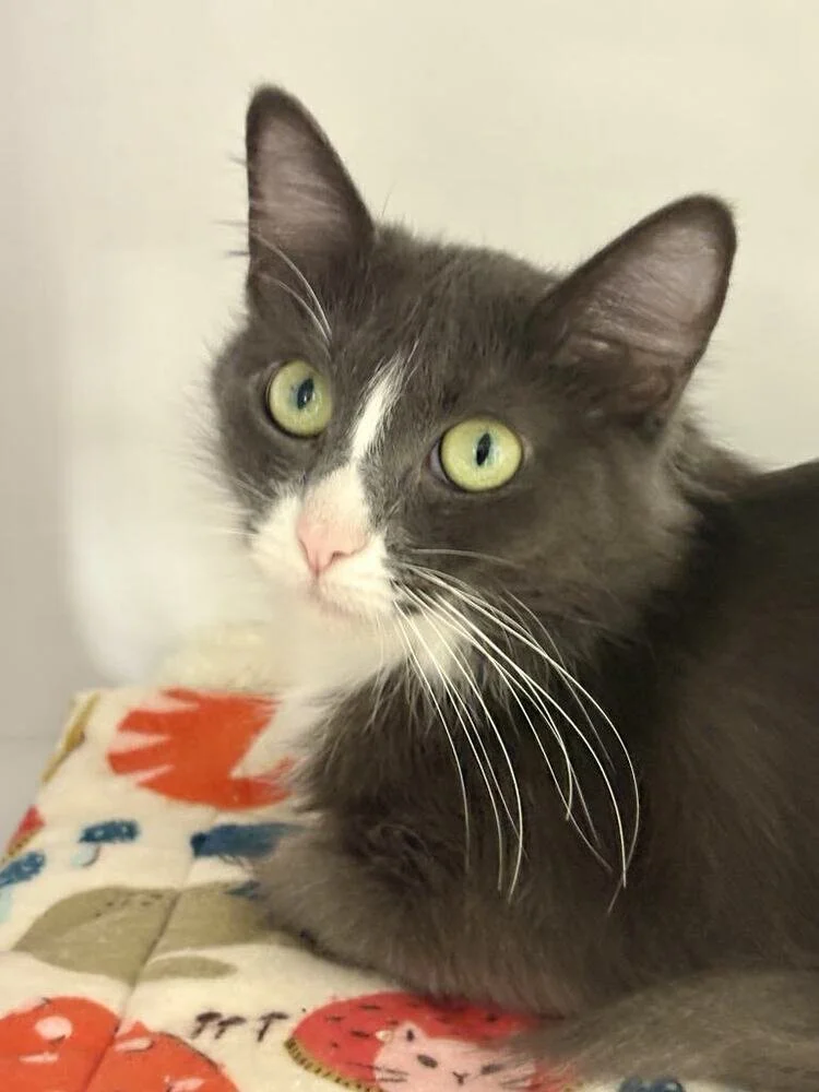 A grey and white, medium haired cat, with long white whiskers, looking curiously ahead.