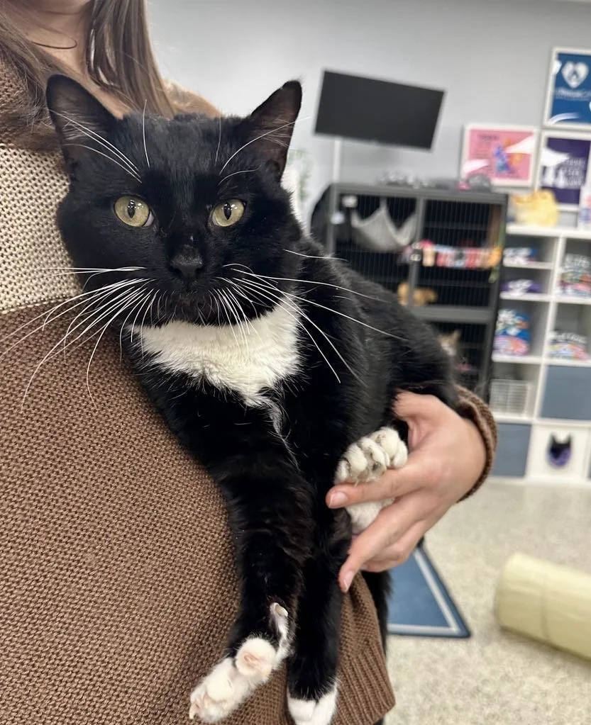 Person holding a black and white cat in an indoor setting, with shelves and posters in the background.