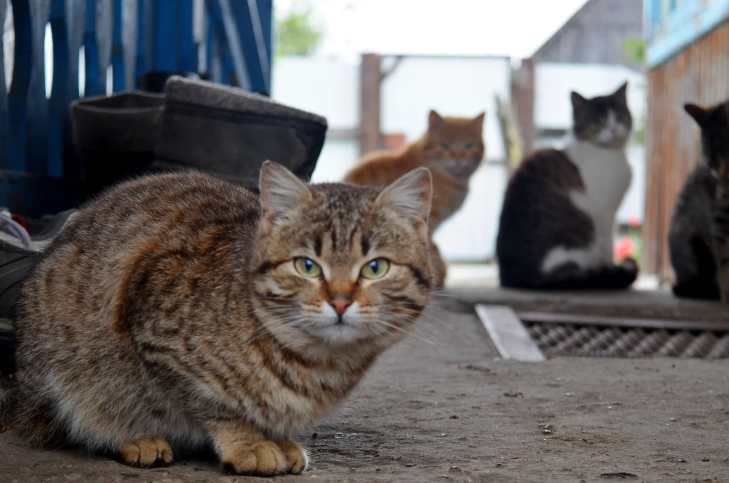 Adopt a Dog or Cat in Minnesota | Start Here | The Rescue Crew — The ...
