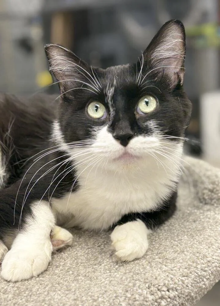 A curious black and white cat, with white mittens and soft pink lips, looking forrward.