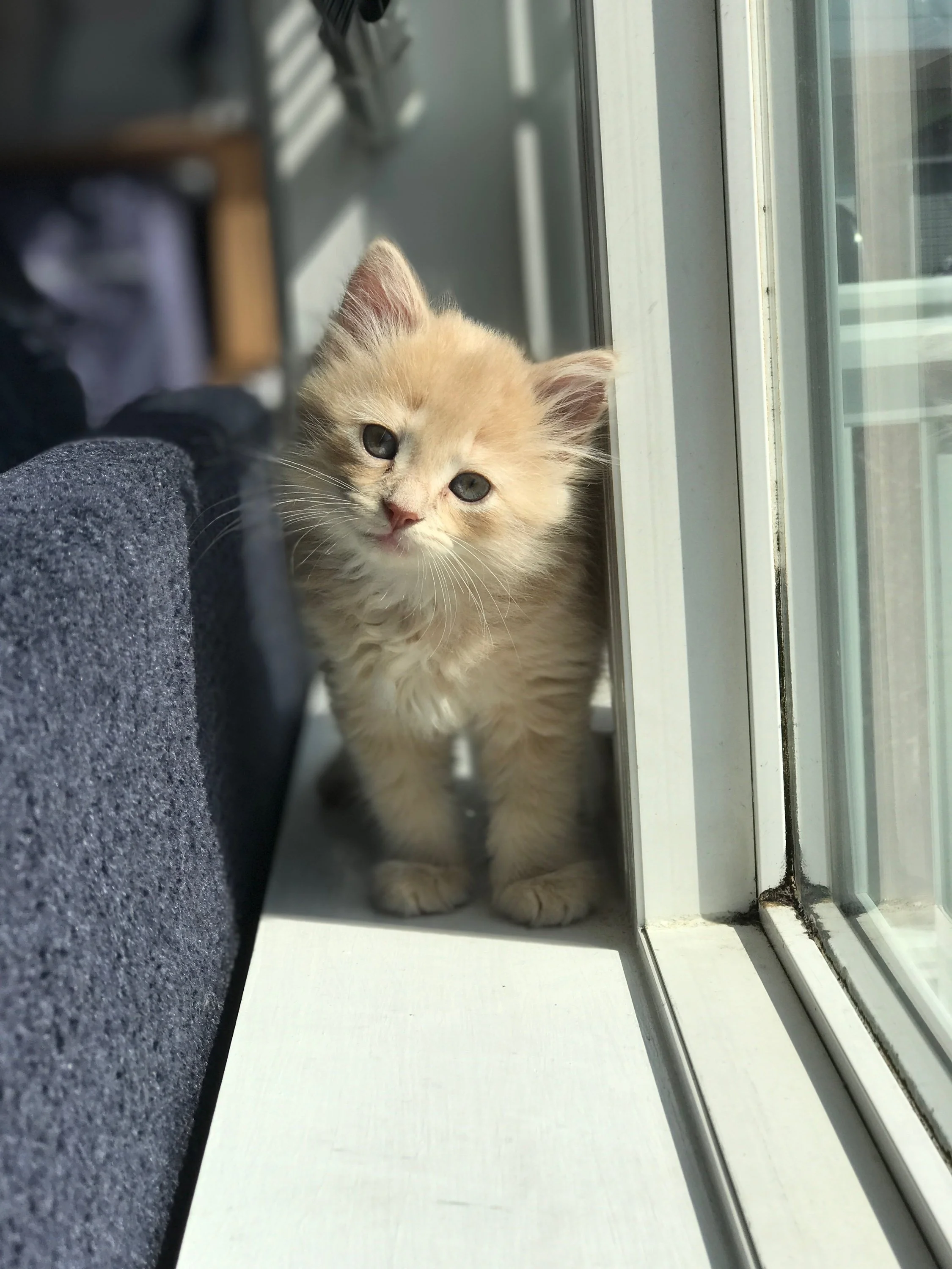 A fluffy light orange kitten with blue eyes sitting on a white windowsill, looking directly at the camera with a curious expression.