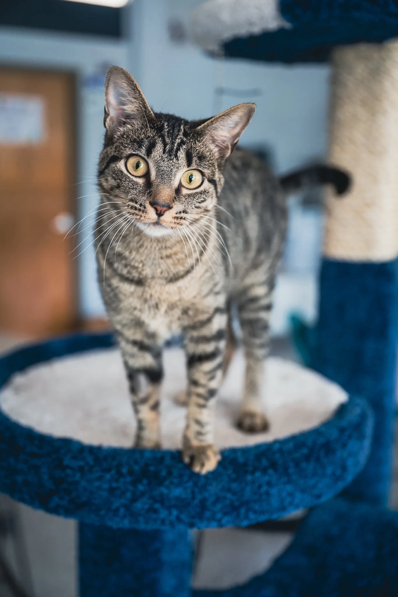 Adoptable Cats in Minnesota | The PURRfect Match | The Rescue Crew ...