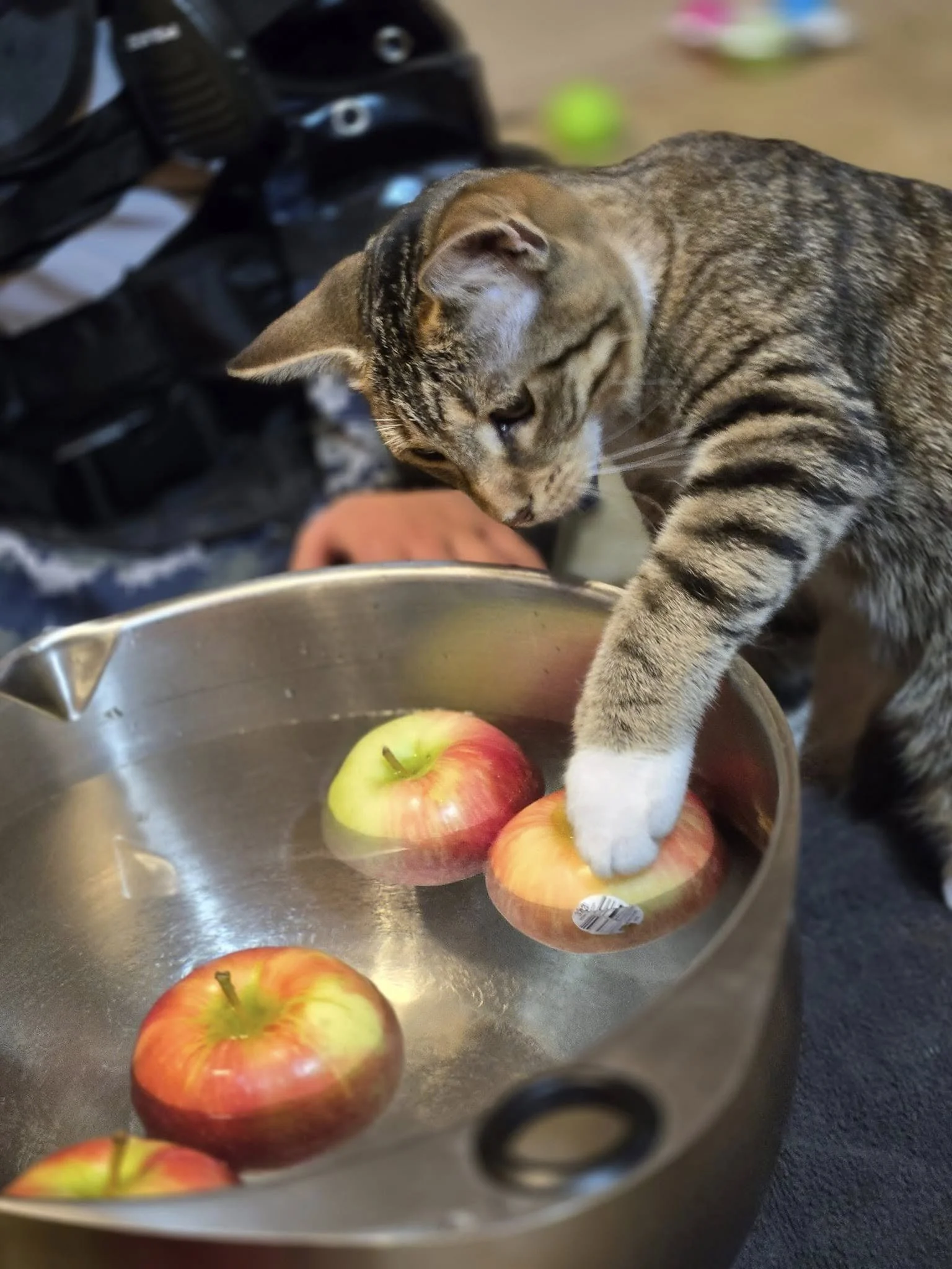 A happy puppy lying on green grass, looking up with one paw raised and mouth open.