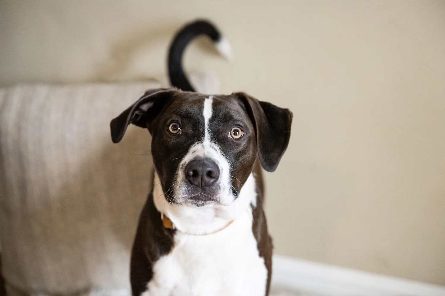 A black and white dog with amber eyes sitting on a light-colored couch, with a black and white swan-shaped decorative object in the background.