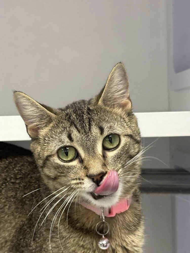 A cute brown tabby cat trying to lick food off of her nose.