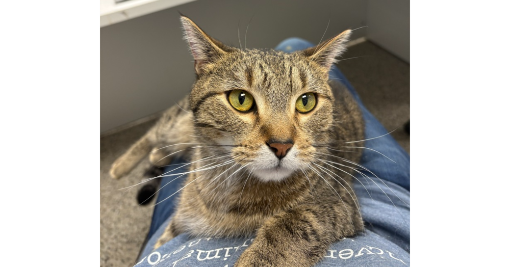 A close-up of a brown tabby cat with pretty green eyes.