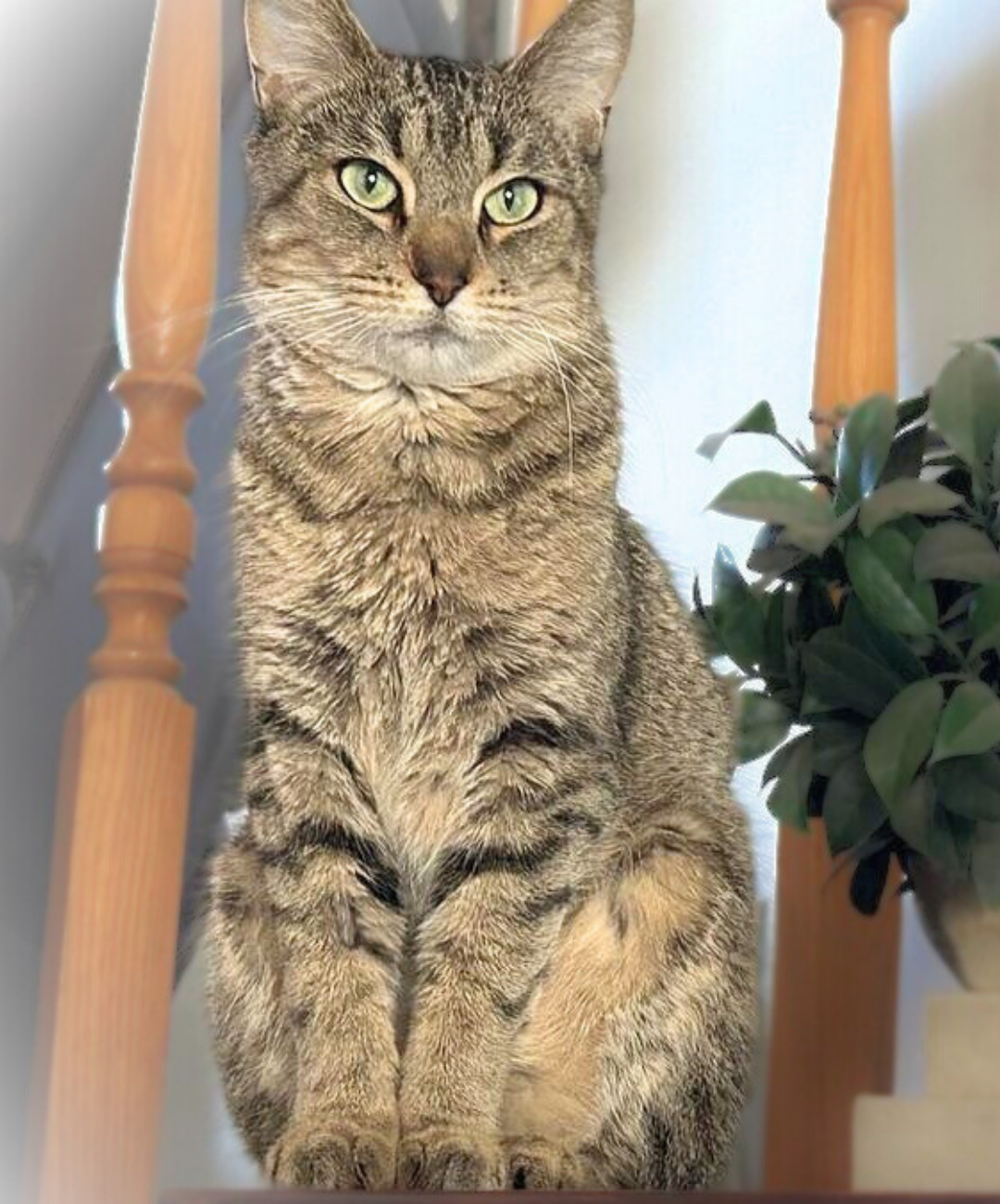 A tabby cat sitting on a wooden staircase, looking directly at the camera with green eyes, next to a green leafy plant.