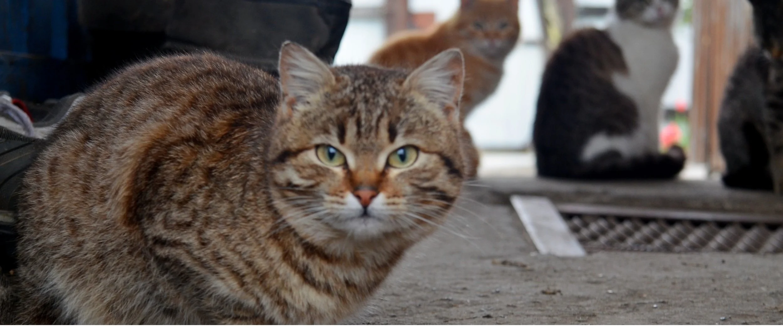 Barn & Business Cats Hero.jpg