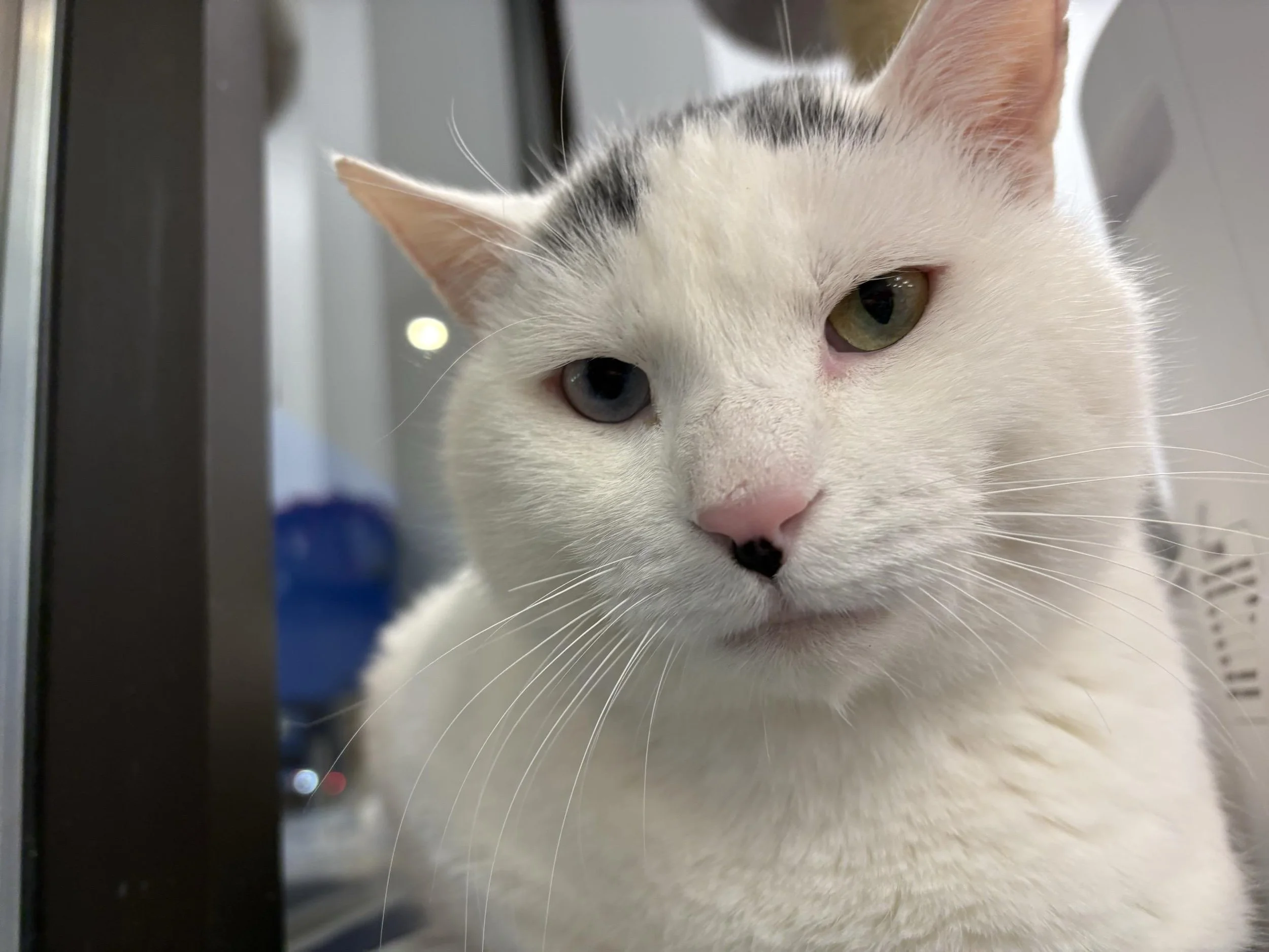 A white cat with black markings on its head lying on a pink towel in a veterinary or grooming clinic.