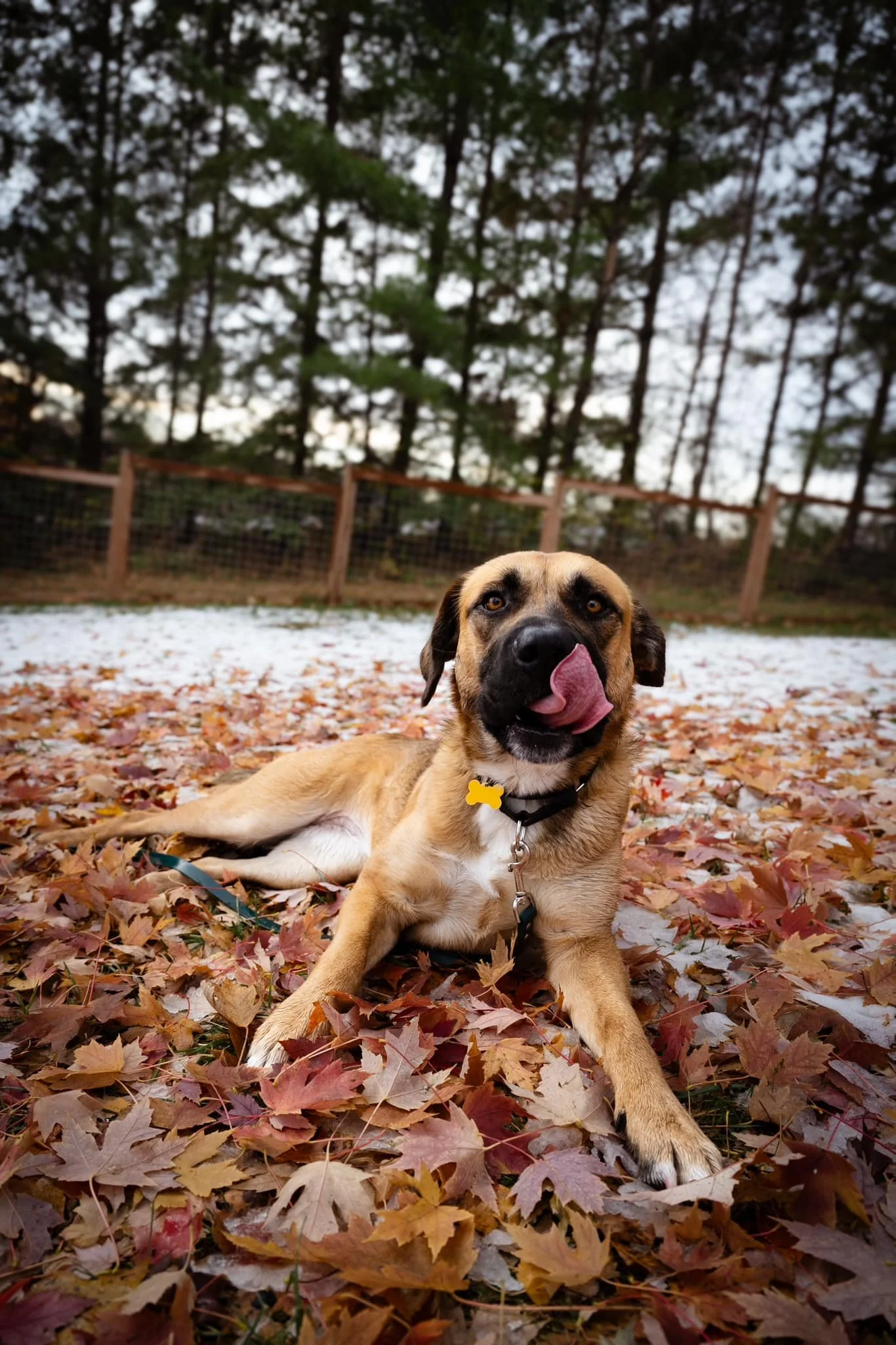 Foster-to-Adopt Program | Try Before You Adopt | The Rescue Crew — The ...