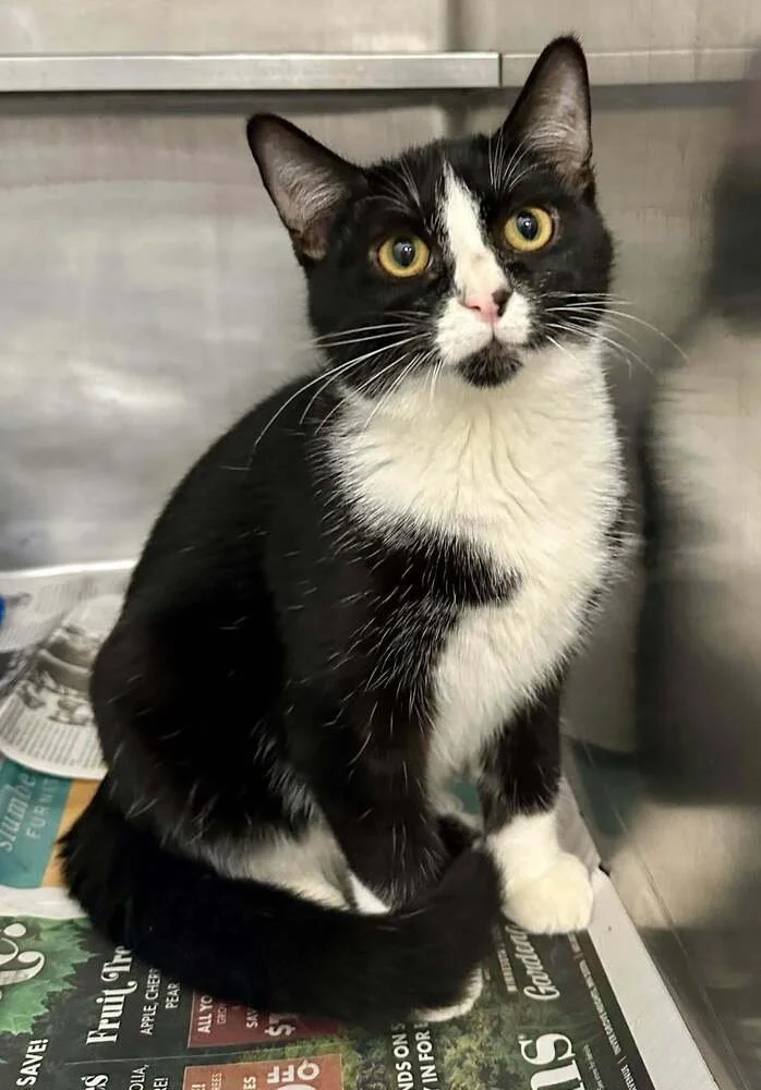 Black and white cat with yellow eyes sitting on newspaper on a metal surface.