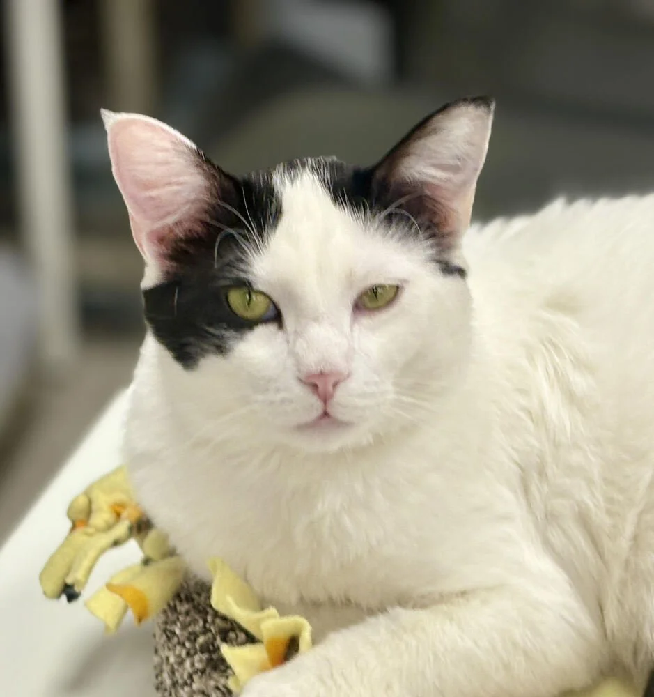 A white and black cat with yellow eyes sitting beside a blue textured object.