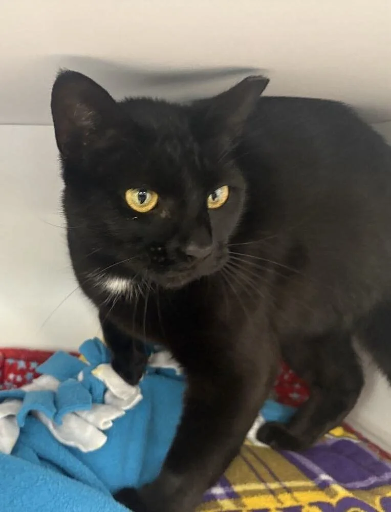 A very sleek, young black cat with piercing gold eyes and a tuft of white fur on her chest