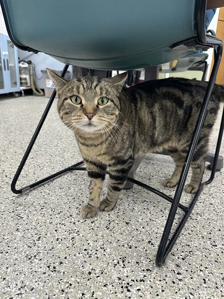 A tabby cat with green eyes standing under a green table on a speckled gray floor.