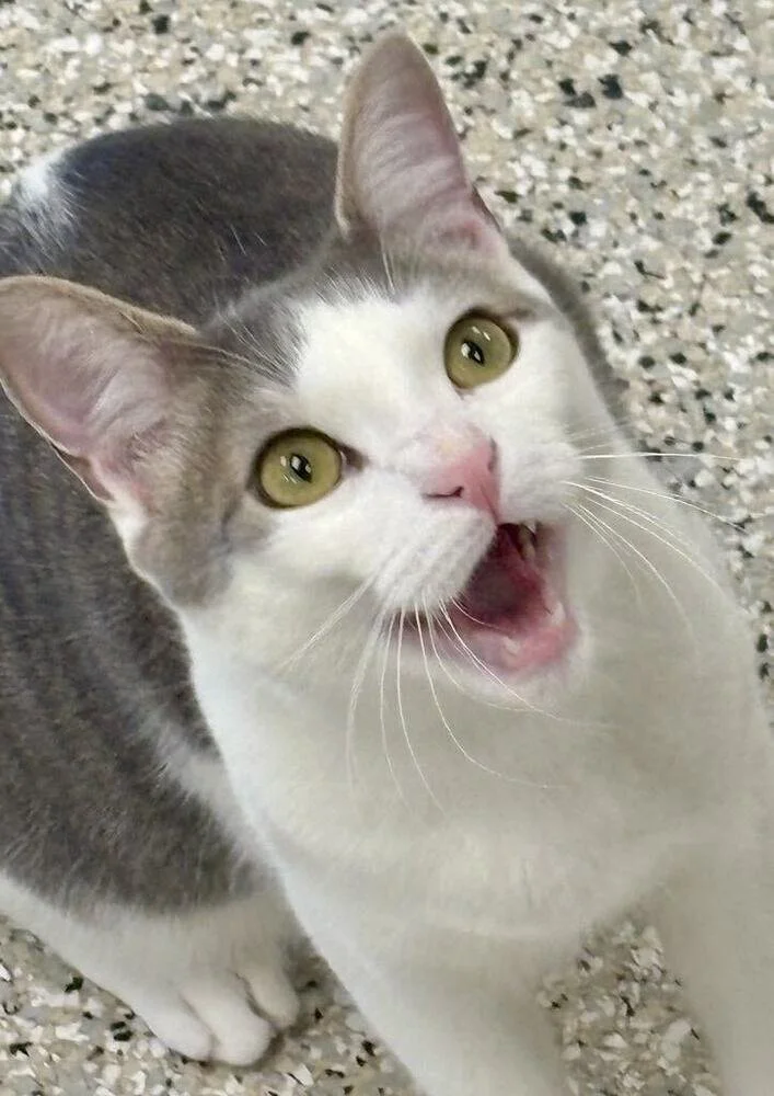 A close-up of a white and gray cat with wide, yellow-green eyes and mouth open, showing small teeth, on a speckled floor.