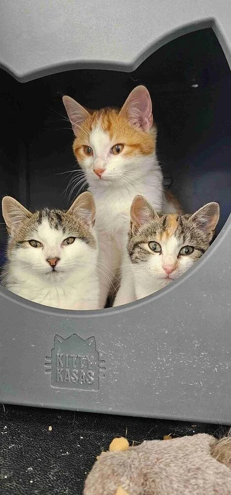 A curious white and ginger colored kitten peering out over his two siblings.