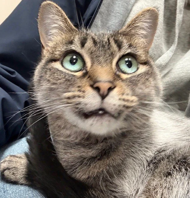 Close-up of a tabby cat with green eyes, looking upward with slightly parted mouth.