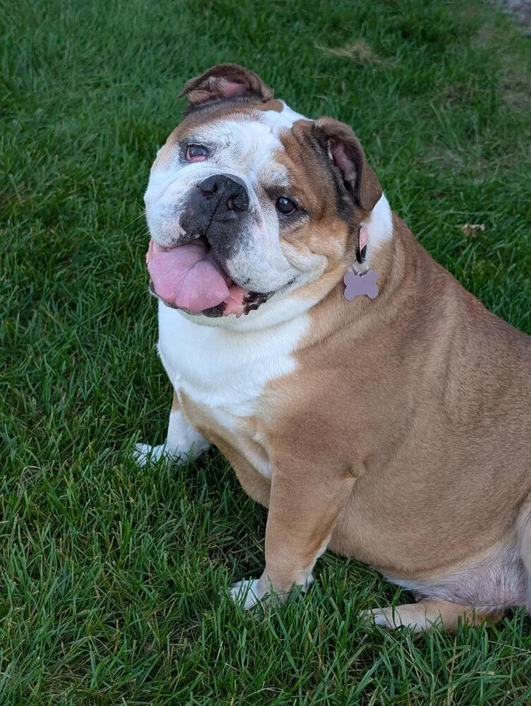 A white cat with black markings on its face and ears, sitting and looking at the camera.