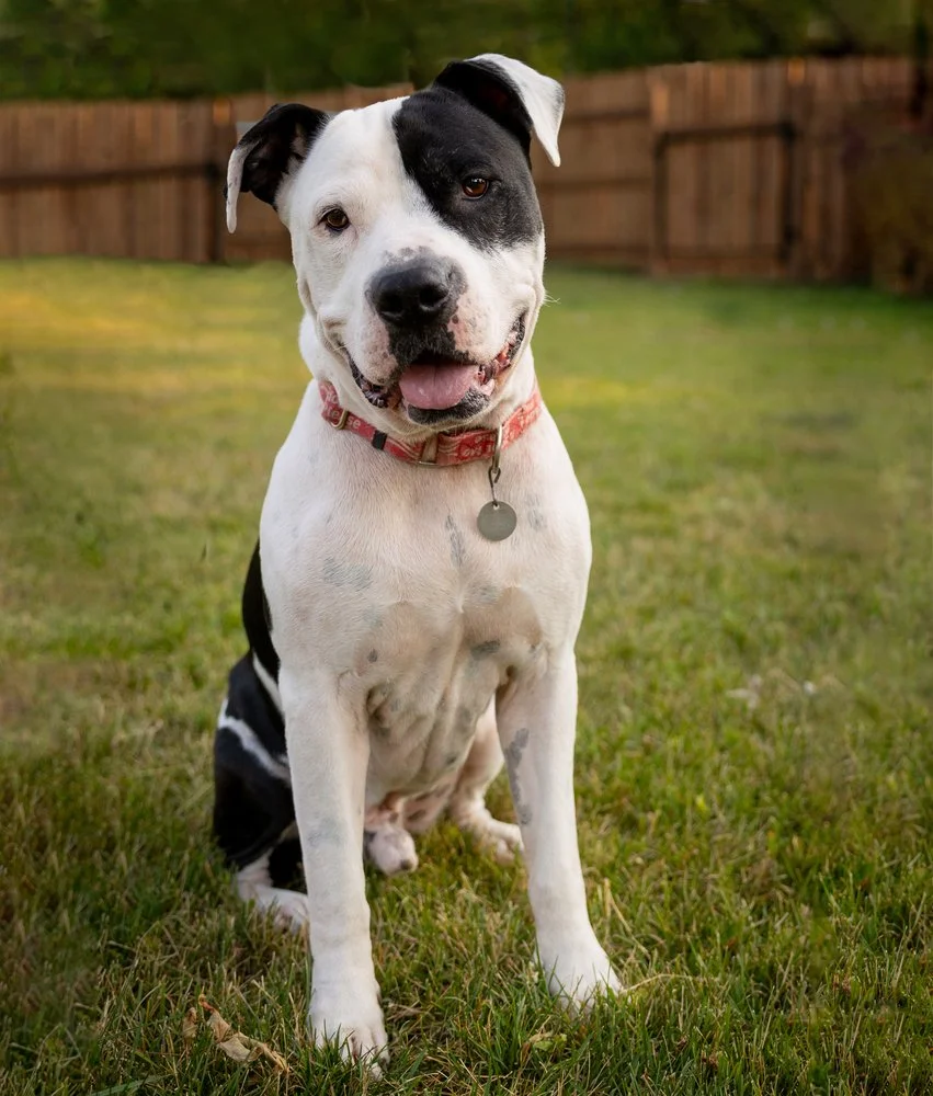 A colorful calico cat lying on its side with an IV needle attached to its paw, resting against a white background.
