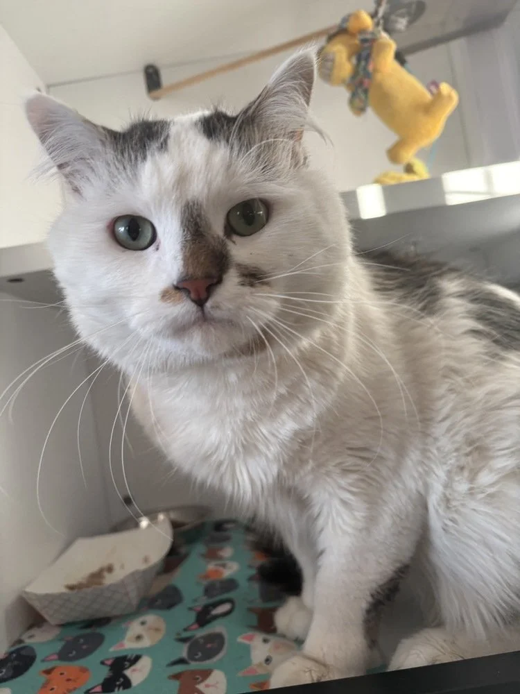 Close-up of a white and gray tabby cat with green eyes, sitting near a colorful patterned surface, with a paper bowl of food behind it and a yellow stuffed animal hanging from a shelf in the background.