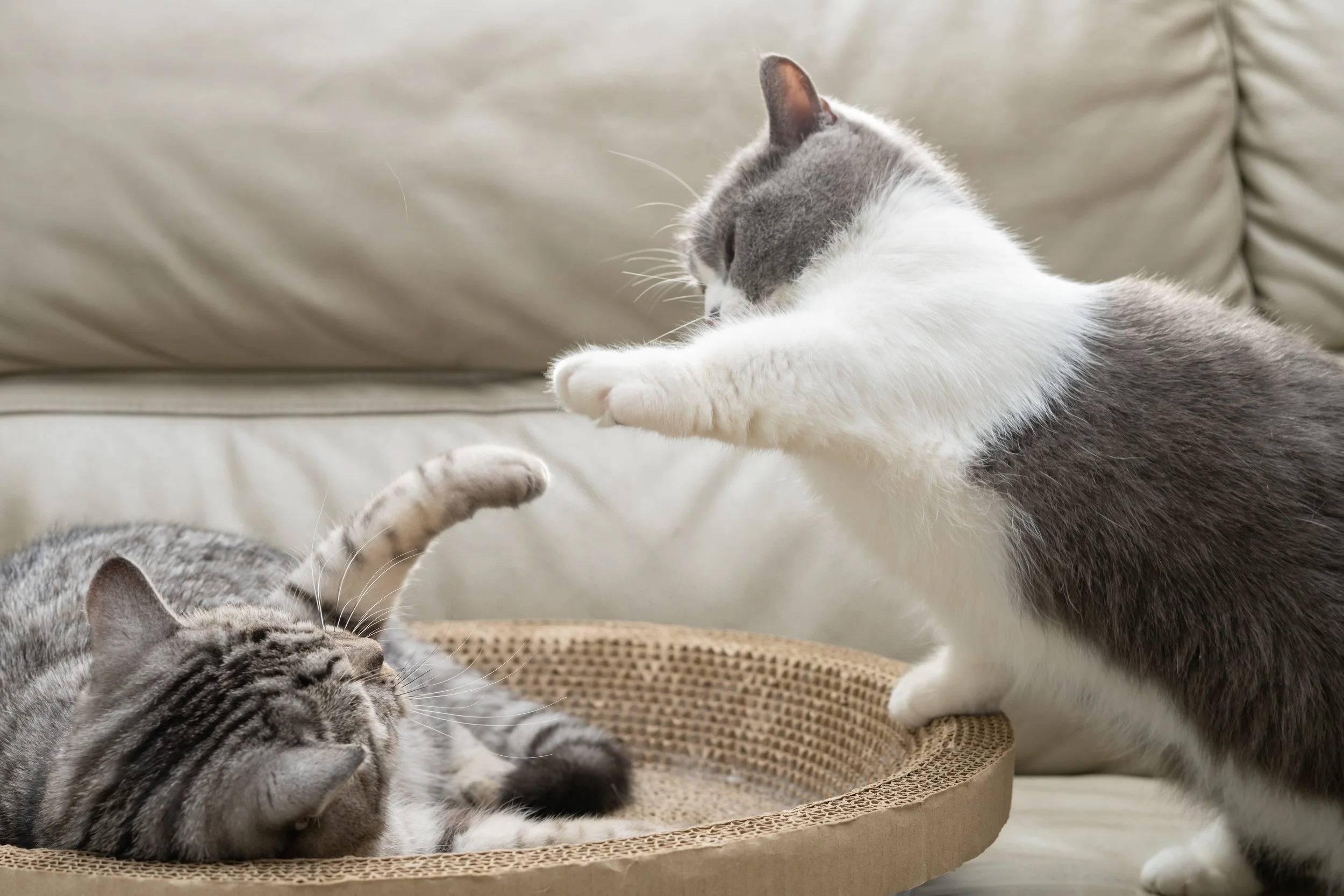 AdobeStock_510728117 (1).jpeg