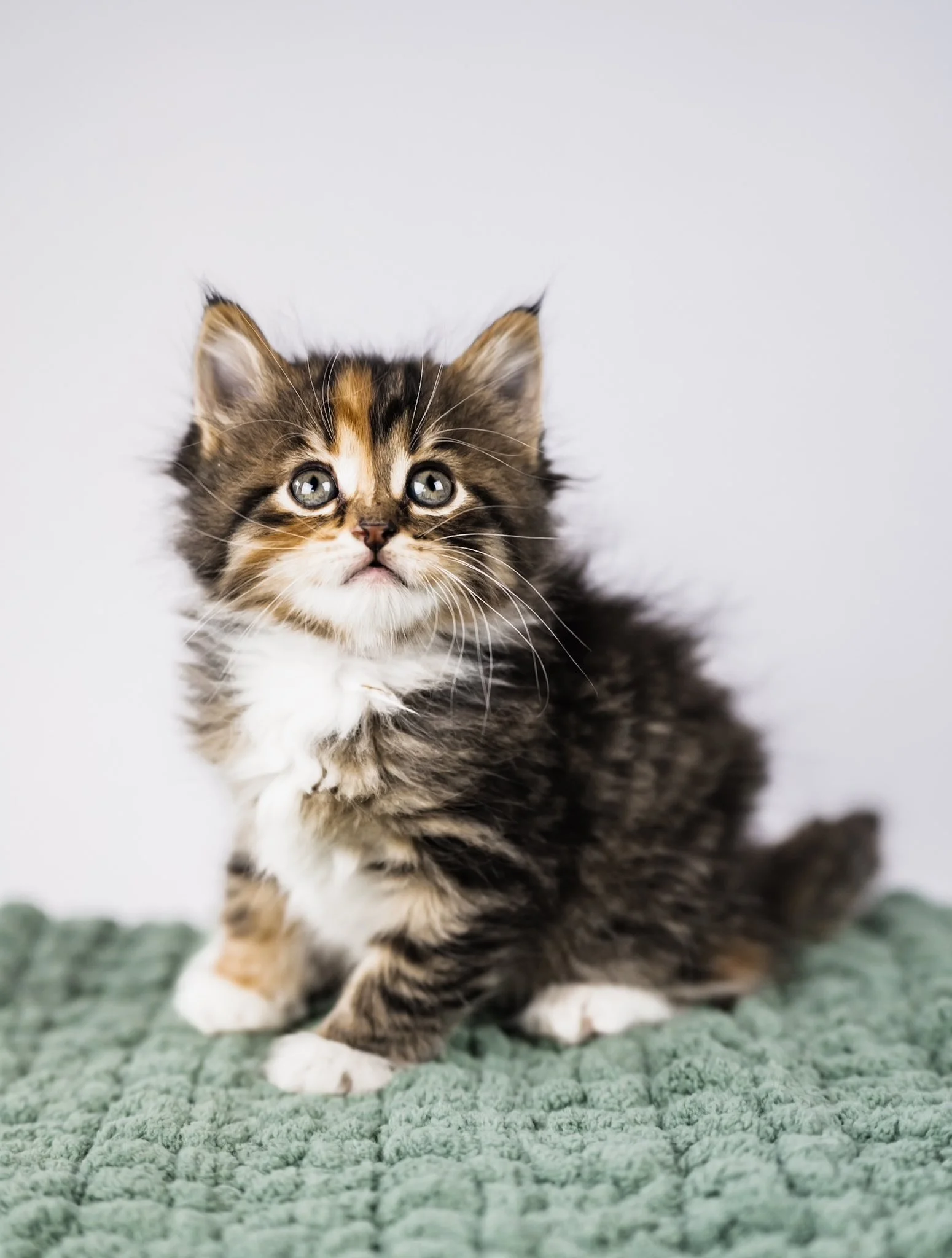 Cute brown tabby kitten with white chest and paws sitting on a green textured surface with a plain white background.