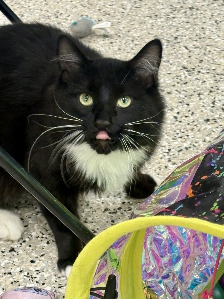 A goofy, medium haired tuxedo kitty playing with cat toys