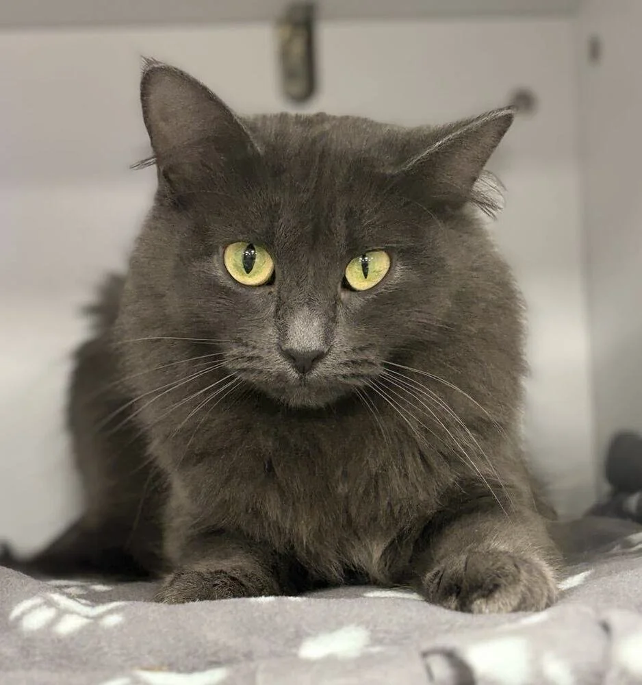 Gray cat with yellow eyes lying on a blanket.