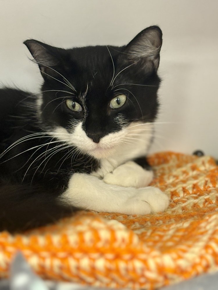 A black and white adult cat looking downward while relaxing on his bright orange blanket.