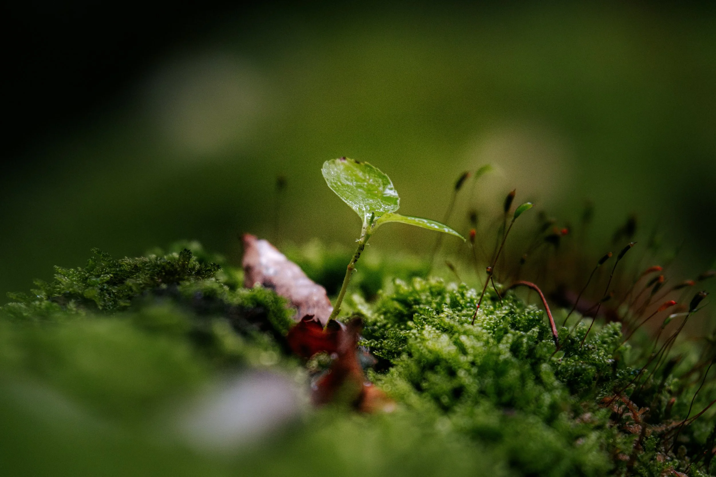 Eine kleine grüne Pflanze wächst aus Moss in einem dunklen Wald. Im Hintergrund ist unscharf.