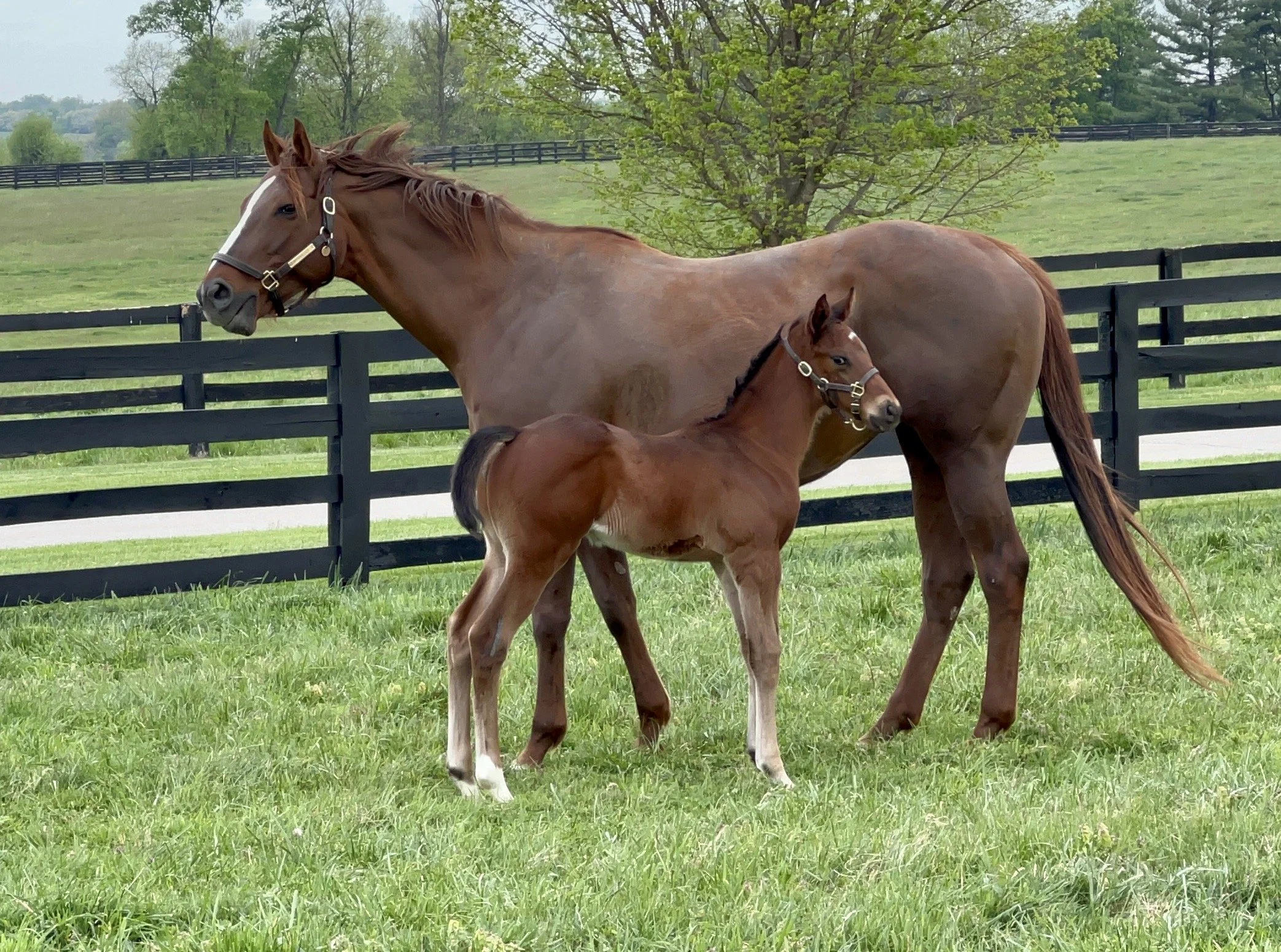 Spring Lily x City of Light Colt 