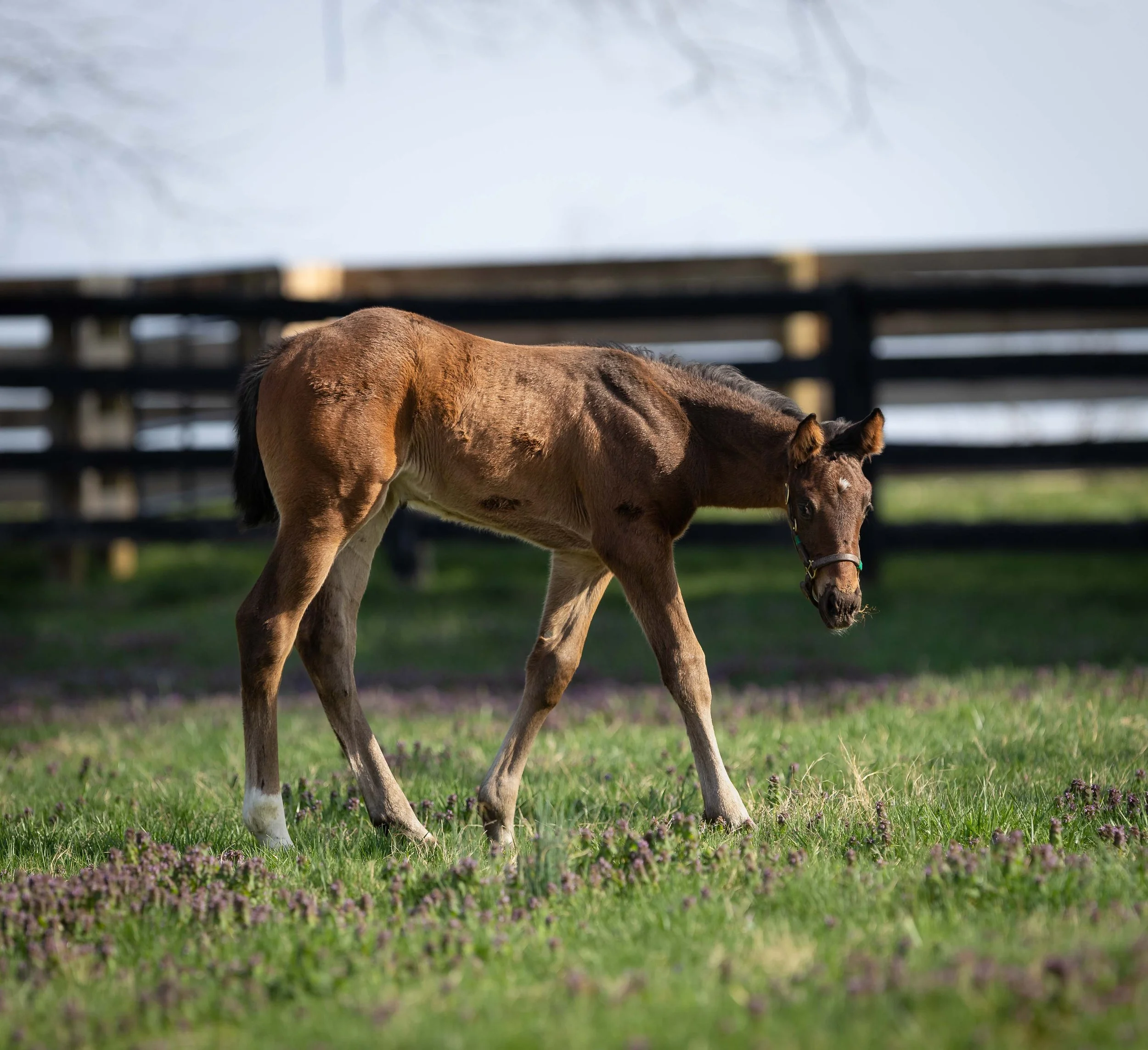 Miss Catomine X City of Light