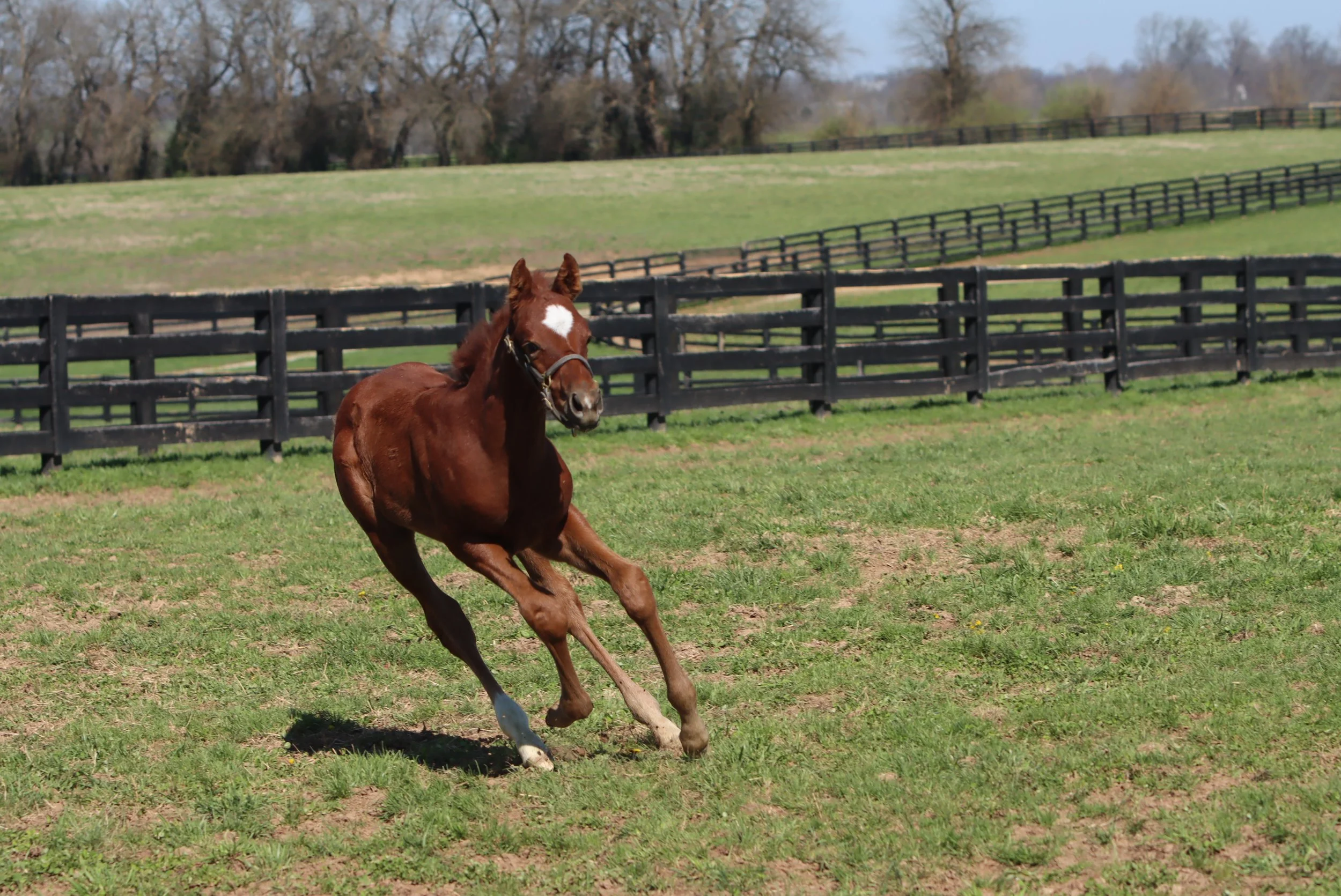 Ilsa x Munnings 2026 