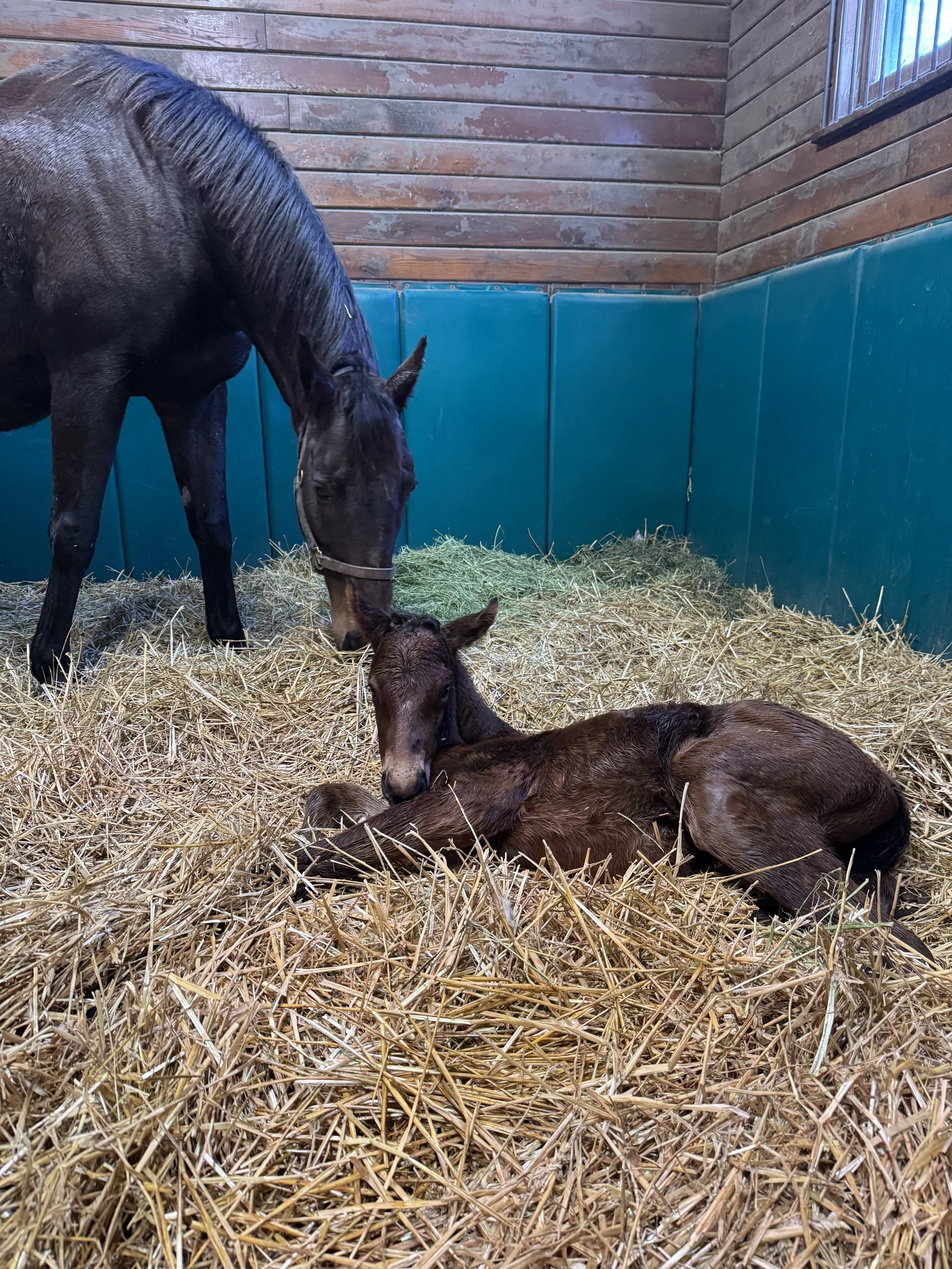 Shysheisnot x Charlatan 2026