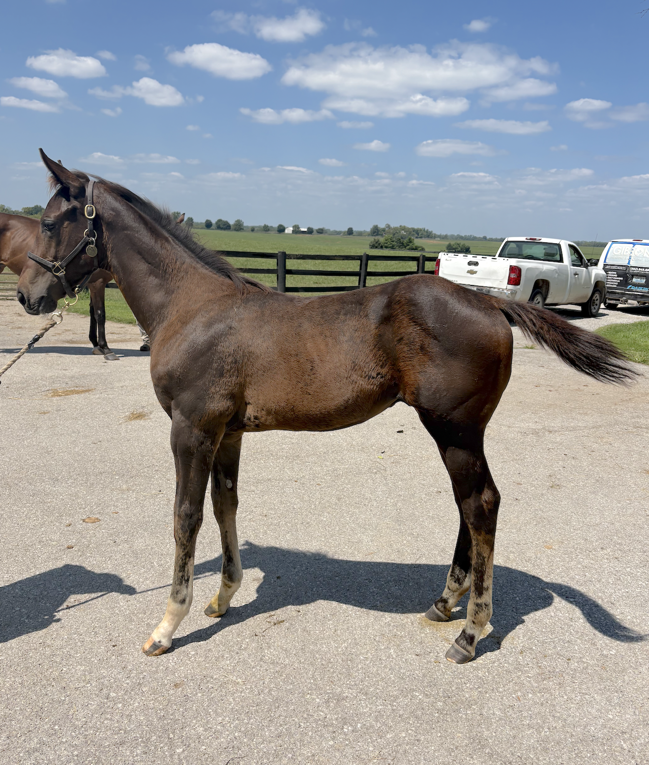 Sweet Bliss x Up to the Mark 2026