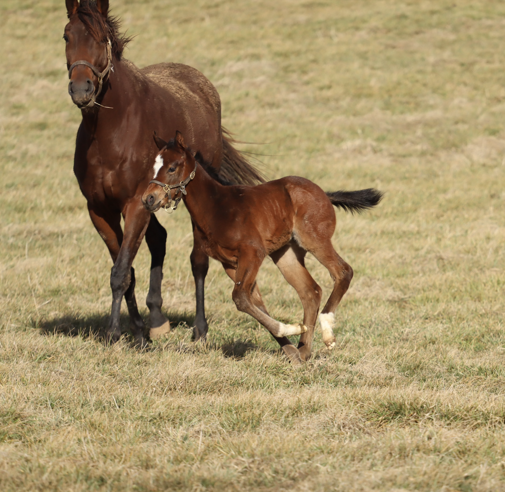 Paradise Lane x Into Mischief
