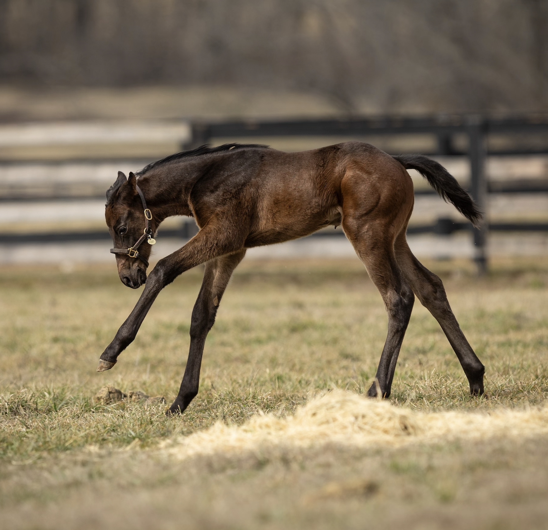 Meadowsweet x Nyquist 
