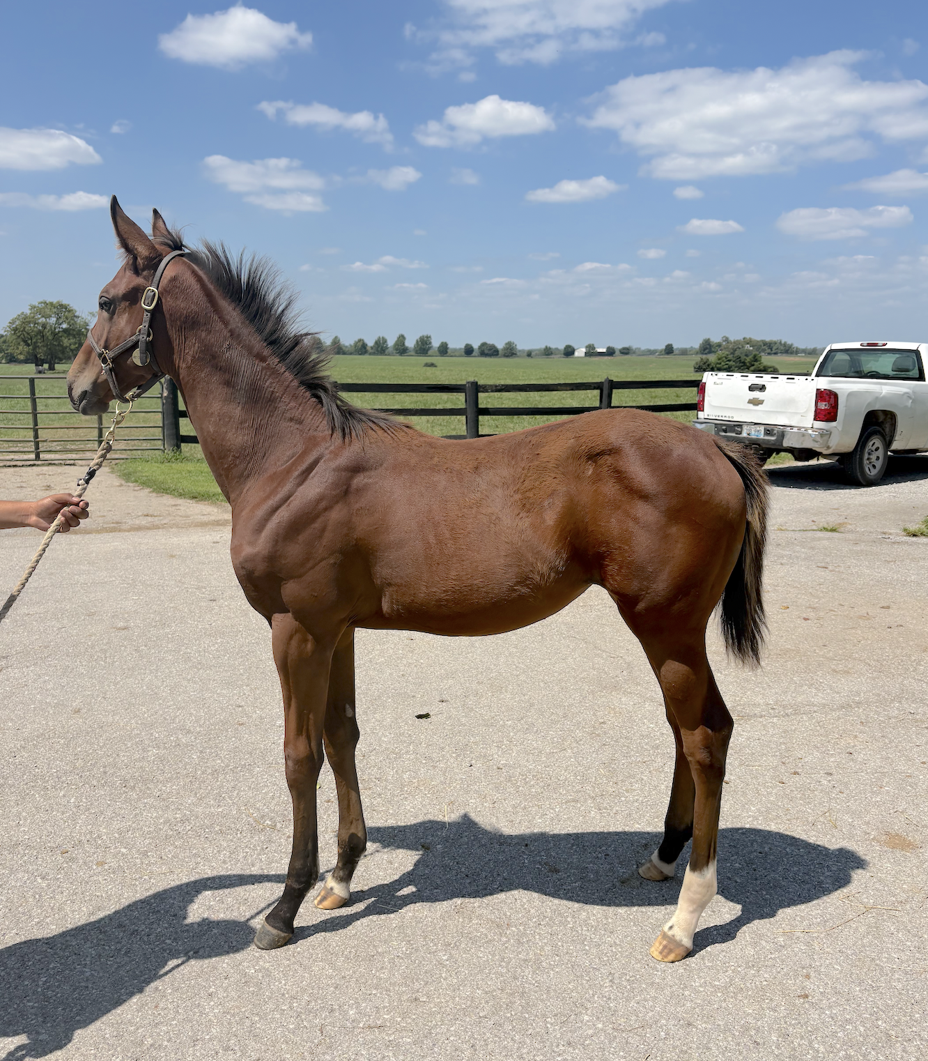 Mindfully x City of Light Filly