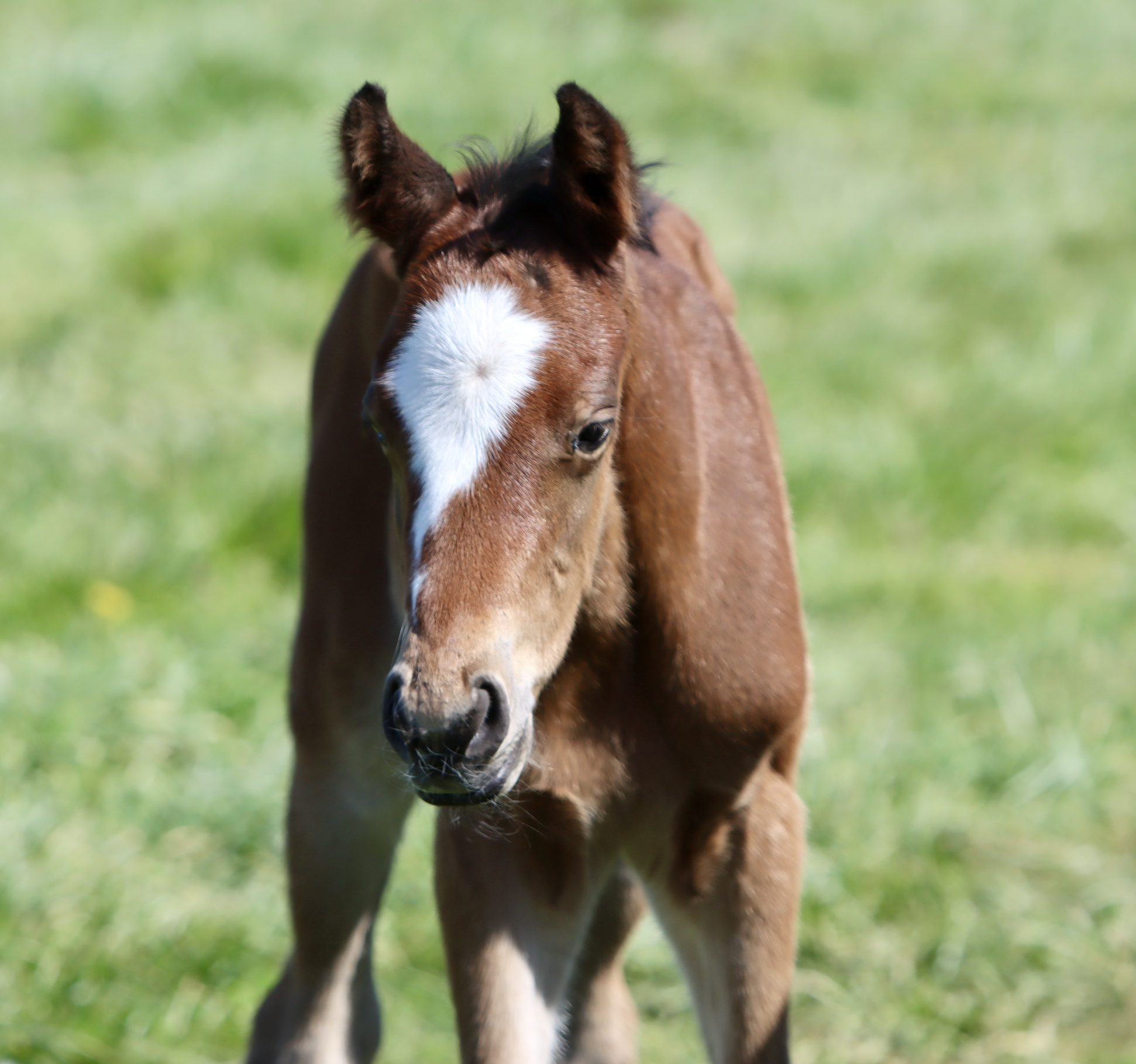 Love Story x Into Mischief Colt 
