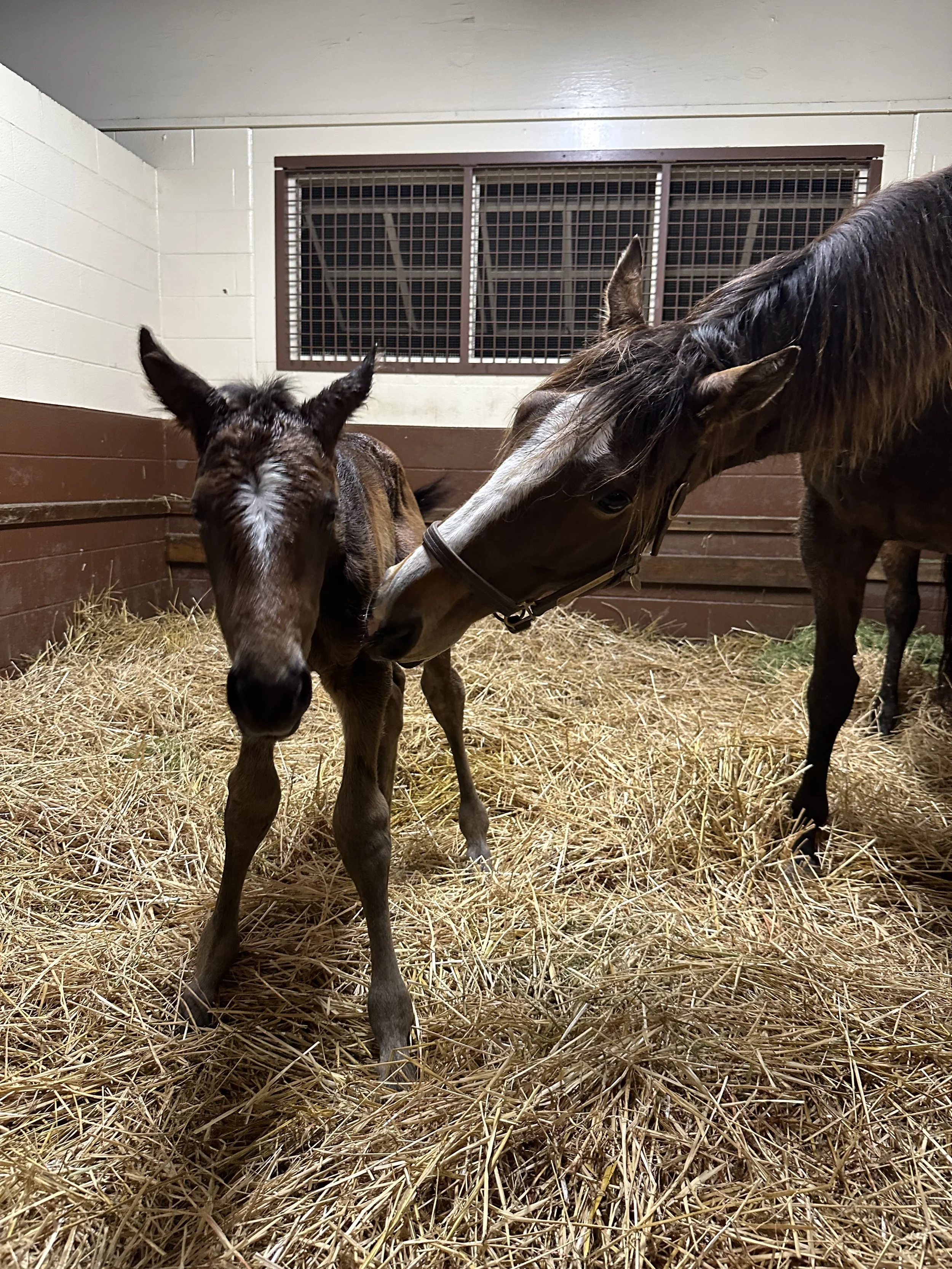 Respective x Maxfield 2026 