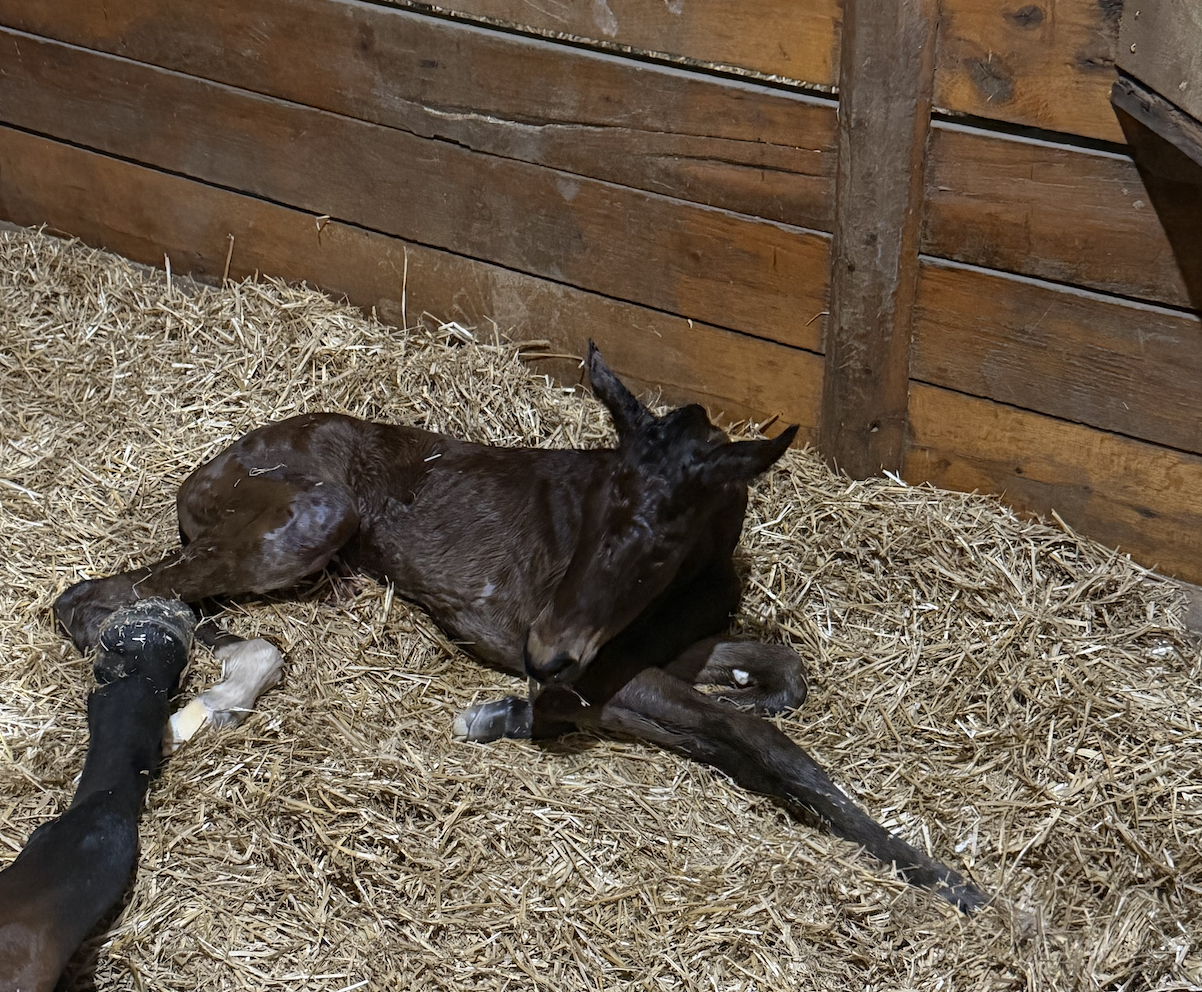 Mindfully x City of Light Filly