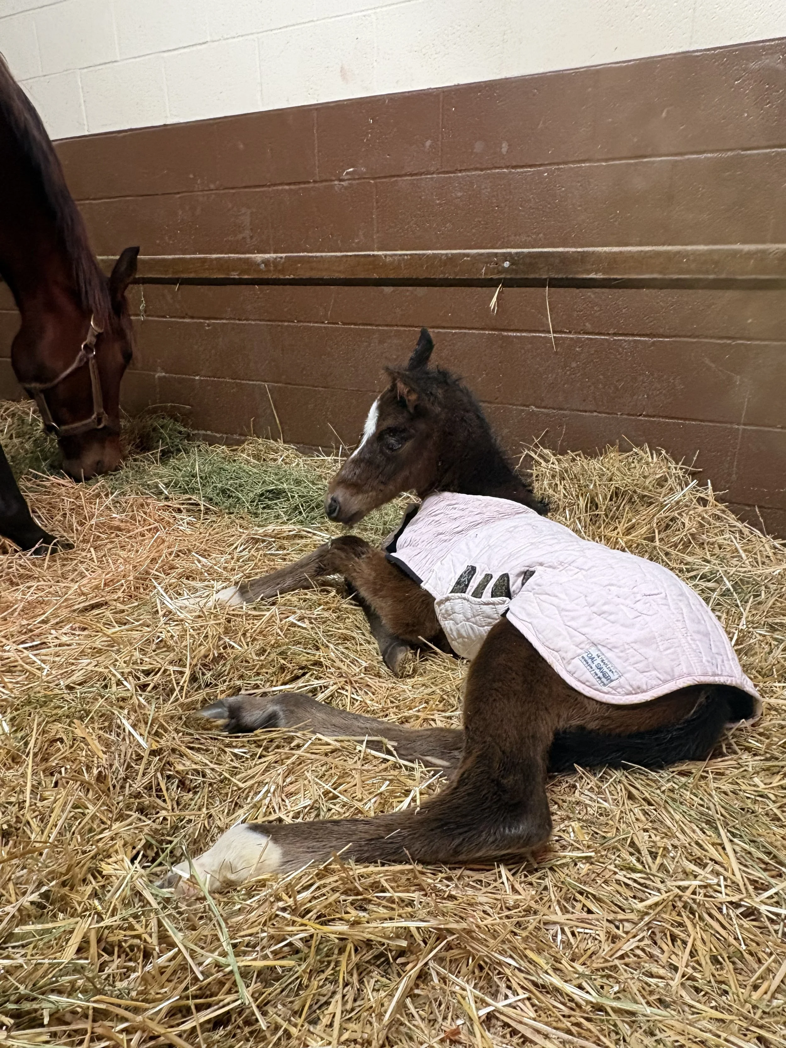 Paradise Lane x Into Mischief