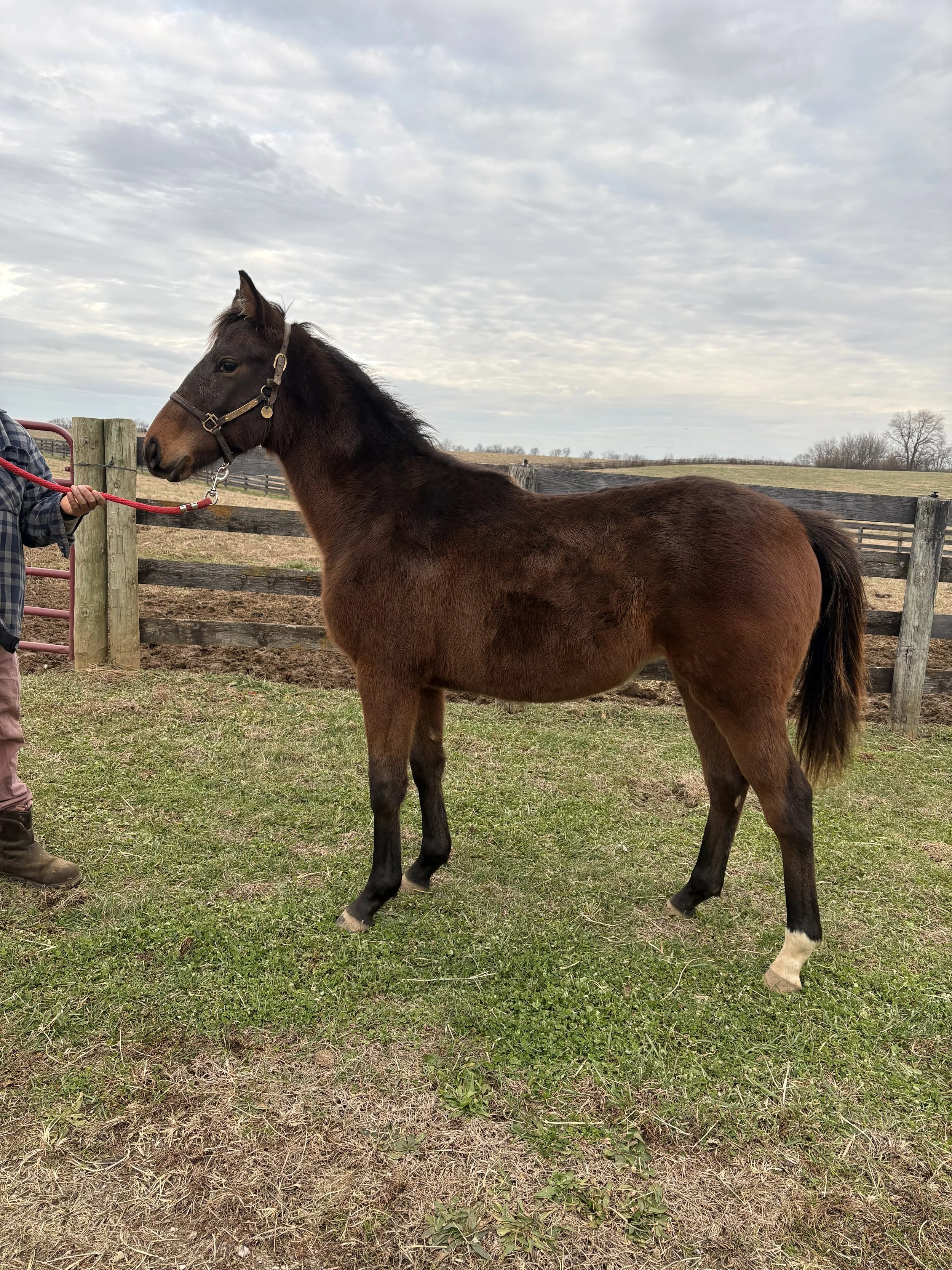 Marsh Lock x Earthlight